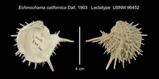 To NMNH Extant Collection (Echinochama californica Lectotype USNM 96452)