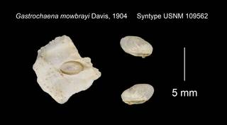 To NMNH Extant Collection (Gastrochaena mowbrayi Syntype USNM 109562)