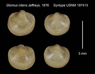 To NMNH Extant Collection (Glomus nitens Syntype USNM 197413)