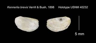 To NMNH Extant Collection (Kennerlia brevis Holotype USNM 40232)