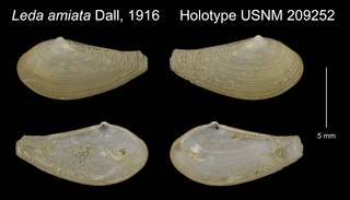 To NMNH Extant Collection (Leda amiata Holotype USNM 209252)
