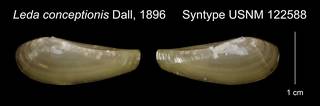 To NMNH Extant Collection (Leda conceptionis Syntype USNM 122588)
