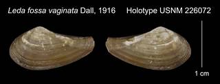 To NMNH Extant Collection (Leda fossa vaginata Holotype USNM 226072)