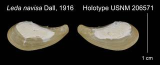 To NMNH Extant Collection (Leda navisa Holotype USNM 206571)
