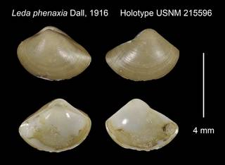 To NMNH Extant Collection (Leda phenaxia Holotype USNM 215596)