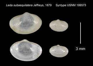 To NMNH Extant Collection (Leda subaequilatera Syntype USNM 199573)