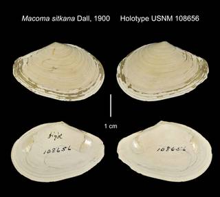 To NMNH Extant Collection (Macoma sitkana Holotype USNM 108656)