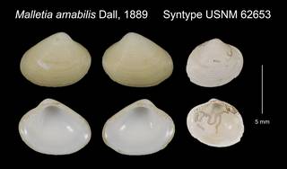 To NMNH Extant Collection (Malletia amabilis Syntype USNM 62653)