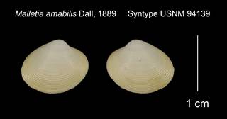 To NMNH Extant Collection (Malletia amabilis Syntype USNM 94139)