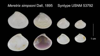 To NMNH Extant Collection (Meretrix simpsoni Syntype USNM 53792)