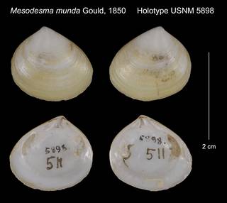 To NMNH Extant Collection (Mesodesma munda Holotype USNM 5898)