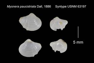 To NMNH Extant Collection (Myonera paucistriata Syntype USNM 63197)