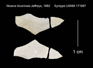 To NMNH Extant Collection (Neaera bicarinata Syntype USNM 171997)