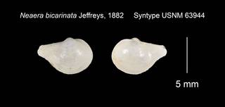 To NMNH Extant Collection (Neaera bicarinata Syntype USNM 63944)