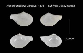 To NMNH Extant Collection (Neaera notabilis Syntype USNM 63962)