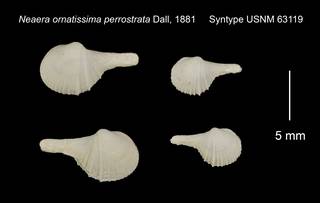 To NMNH Extant Collection (Neaera ornatissima perrostrata Syntype USNM 63119)