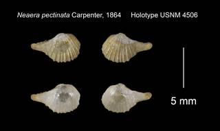 To NMNH Extant Collection (Neaera pectinata Holotype USNM 4506)