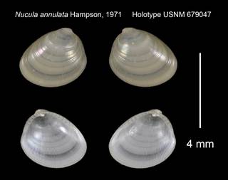 To NMNH Extant Collection (Nucula annulata Holotype USNM 679047)