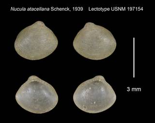 To NMNH Extant Collection (Nucula atacellana Lectotype USNM 197154)