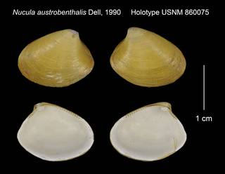 To NMNH Extant Collection (Nucula austrobenthalis Holotype USNM 860075)