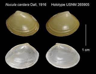 To NMNH Extant Collection (Nucula cardara Holotype USNM 265905)