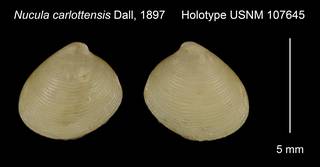 To NMNH Extant Collection (Nucula carlottensis Holotype USNM 107645)