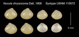 To NMNH Extant Collection (Nucula chrysocoma Syntype USNM 110572)