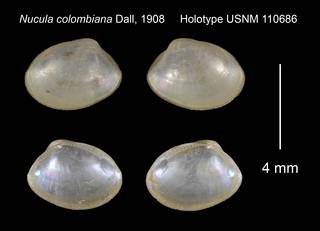 To NMNH Extant Collection (Nucula colombiana Holotype USNM 110686)