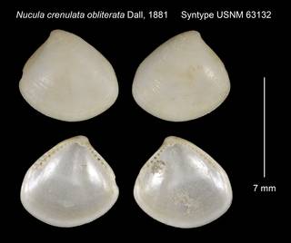 To NMNH Extant Collection (Nucula crenulata obliterata Syntype USNM 63132)
