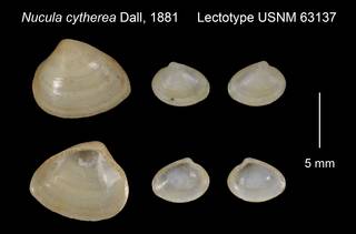 To NMNH Extant Collection (Nucula cytherea Lectotype USNM 63137)
