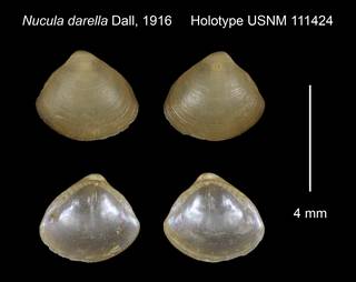 To NMNH Extant Collection (Nucula darella Holotype USNM 111424)