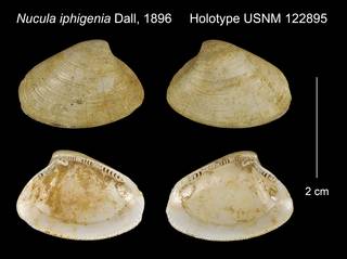 To NMNH Extant Collection (Nucula iphigenia Holotype USNM 122895)