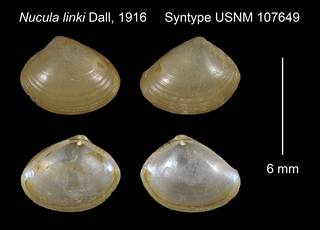 To NMNH Extant Collection (Nucula linki Syntype USNM 107649)