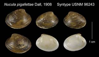 To NMNH Extant Collection (Nucula pigafettae Syntype USNM 96243)
