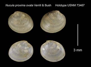 To NMNH Extant Collection (Nucula proxima ovata Holotype USNM 73467)