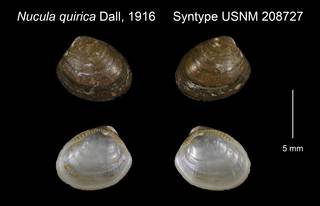 To NMNH Extant Collection (Nucula quirica Syntype USNM 208727)