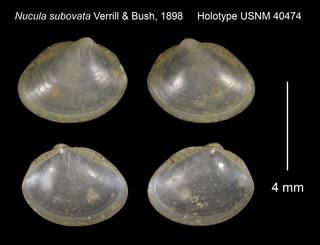 To NMNH Extant Collection (Nucula subovata Holotype USNM 40474)