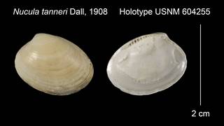 To NMNH Extant Collection (Nucula tanneri Holotype USNM 604255)