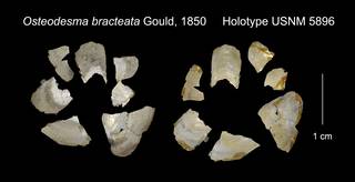 To NMNH Extant Collection (Osteodesma bracteata Holotype USNM 5896)