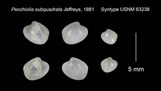 To NMNH Extant Collection (Pecchiolia subquadrata Syntype USNM 63238)