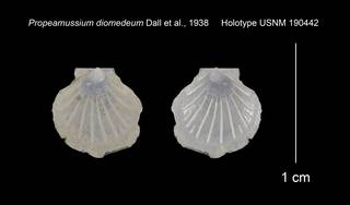 To NMNH Extant Collection (Propeamussium diomedeum Holotype USNM 190442)