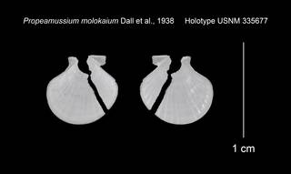 To NMNH Extant Collection (Propeamussium molokaium Holotype USNM 335677)