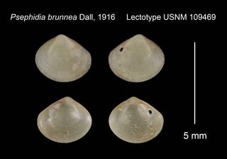 To NMNH Extant Collection (Psephidia brunnea Lectotype USNM 109469)
