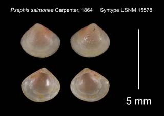 To NMNH Extant Collection (Psephis salmonea Syntype USNM 15578)