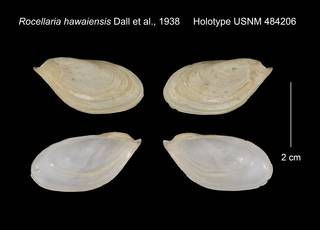 To NMNH Extant Collection (Rocellaria hawaiensis Holotype USNM 484206)