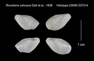 To NMNH Extant Collection (Rocellaria oahuana Holotype USNM 337314)