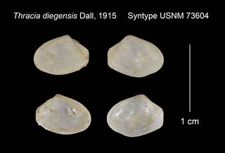 To NMNH Extant Collection (Thracia diegensis Syntype USNM 73604)