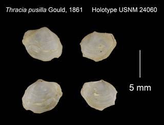 To NMNH Extant Collection (Thracia pusilla Holotype USNM 24060)