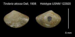 To NMNH Extant Collection (Tindaria atossa Holotype USNM 122920)