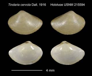 To NMNH Extant Collection (Tindaria cervola Holotype USNM 215594)